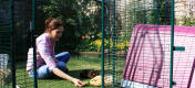 There is plenty of space in the enclosure to spend time with your guinea pigs.