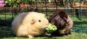 A pair of guinea pigs share a broccoli snack in the outdoor enclosure