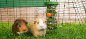 Two guinea pigs names gnippi and houdini eating vegetables from a treat Caddi
