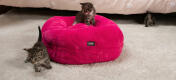 Kittens spelen in een hot pink super zacht Maya donut kattenbed
