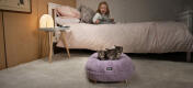 Jeune fille regardant ses chatons qui dorment dans leur lit de chat en forme de beignet moelleux