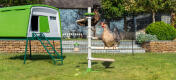 Słoneczny ogród z dużym kurnikiem Eglu Cube i wolnostojącą uniwersalną grzędą dla kurcząt wewnątrz ogrodzenia dla kurcząt Omlet 