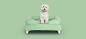 dog in a matcha green bolster bed