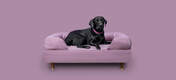 A black labrador on a lilac memory foam bolster bed