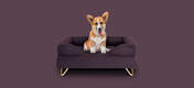 A dog sitting on a purple memory foam dog bed.