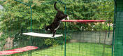 Kat klimt op Omlet stof outdoor kat planken in een outdoor catio in de tuin