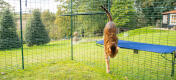 Kat hopper ned fra blå Omlet udendørs stof kattehylde i udendørs kattegård