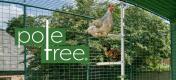 PoleTree Hero Image with two chickens sitting on perches on the PoleTree