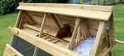 A las gallinas les encanta posarse en las barras de descanso