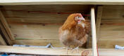 En høne sidder fint på siddepinden i Boughton hønsehuset