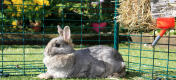 Grote en kleine konijnen zullen graag spelen en ontspannen in de grote konijnenren buiten