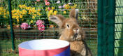 The outdoor rabbit run is designed to keep all breeds and sizes of rabbit safe from predators such as foxes and coyotes