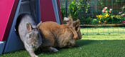 Door een konijnenhok in het buitenverblijf te plaatsen, krijgen uw konijnen een eigen plekje om te schuilen