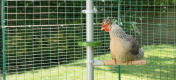 Kyckling sitter på Poletree i en hönsgård med gångbana