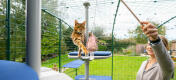 Kot bawiący się z Maya zabawka dla kota na Freestyle drzewko dla kota na zewnątrz w Omlet domek dla kota na zewnątrz w ogrodzie