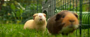 Two guinea pigs inside a playpen