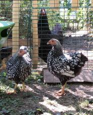 Dos pollos wyandotten fuera en un jardín