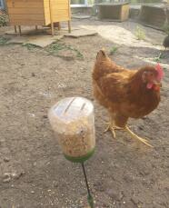 The Omlet chicken treat dispenser for chickens.