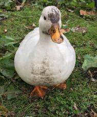 a white muddy duck stood in a garden