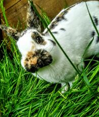 white brown and black small bunny rabbit stood on grass