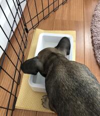 Hund drikkevand