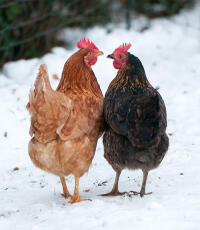 2 kyllinger ser på hverandre i Snow