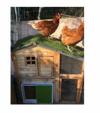 Twee oranje kippen stonden boven op een houten kippenhok met een groene Autodoor eraan