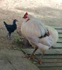 Een araucuna kip, een grote en witte en een kleine en zwarte stonden buiten