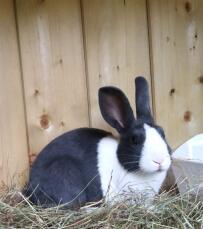 a black and white bunny rabbit in a hutch with hay inside