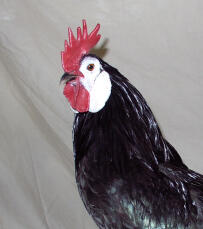 cara blanca negro español gallo