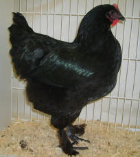 Croad langshan kyckling