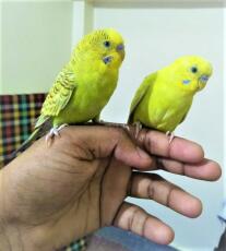 Two budgies sitting on hand