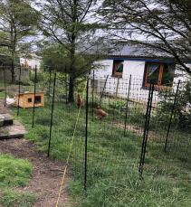 Chickens in their garden with fencing