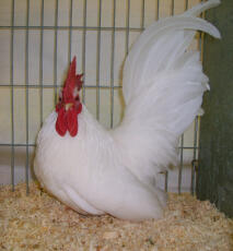 Japansk kyckling
