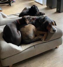Three dogs enjoying their grey bolster beds