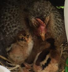 Legbar with her chicks 