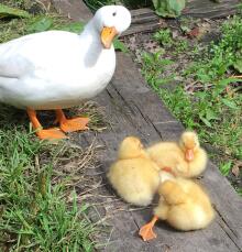 a white mother duck with three young yellow ducklings