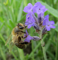 A honeybee on lavender.