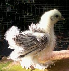 Frizzle chick