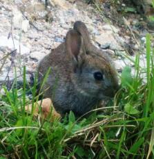 A baby bunny rabbit