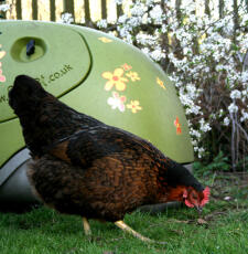 Pollo di fronte al verde Eglu pollaio in giardino