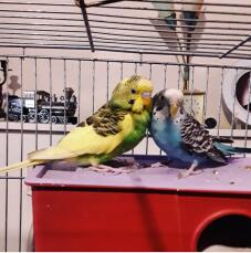 a yellow and green and a black white and blue budgie stood on a house inside a cage