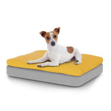 Pies siedzący na małym Topology leGowisko dla psa z poduszką z fasoli