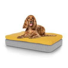 Hund sitzt auf mittelgroßem Topology hundebett mit sitzsack-topper