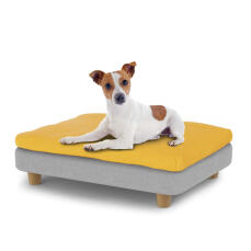 Piccolo cane seduto su piccolo Topology letto per cani con topper bean bag e piedi rotondi in legno