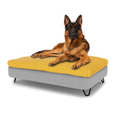 Pies siedzący na dużym leGowisku dla psów Topology z poduszką z fasoli i czarnymi metalowymi nóżkami z włosia