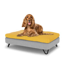 Pies siedzący na średnim leGowisku dla psa Topology z poduszką z fasoli i czarnymi metalowymi nóżkami z wsuwkami