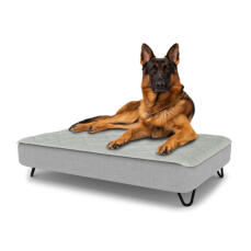 Hund sitzt auf einem großen Topology hundebett mit gestepptem topper und schwarzen metall-haarnadelfüßen