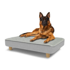 Hund sitzt auf einem großen Topology hundebett mit gestepptem topper und runden holzfüßen