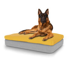 Perro sentado en la gran cama para perros de espuma con memoria Topology con topper de bolsa de frijoles